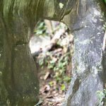 Rock on the hiking path in Rio Claro reserve