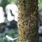 Spiky tree in Rio Claro reserve