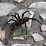 Tarantula in Rio Claro reserve