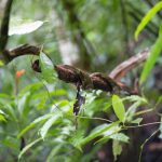 Twisted wood in Rio Claro reserve