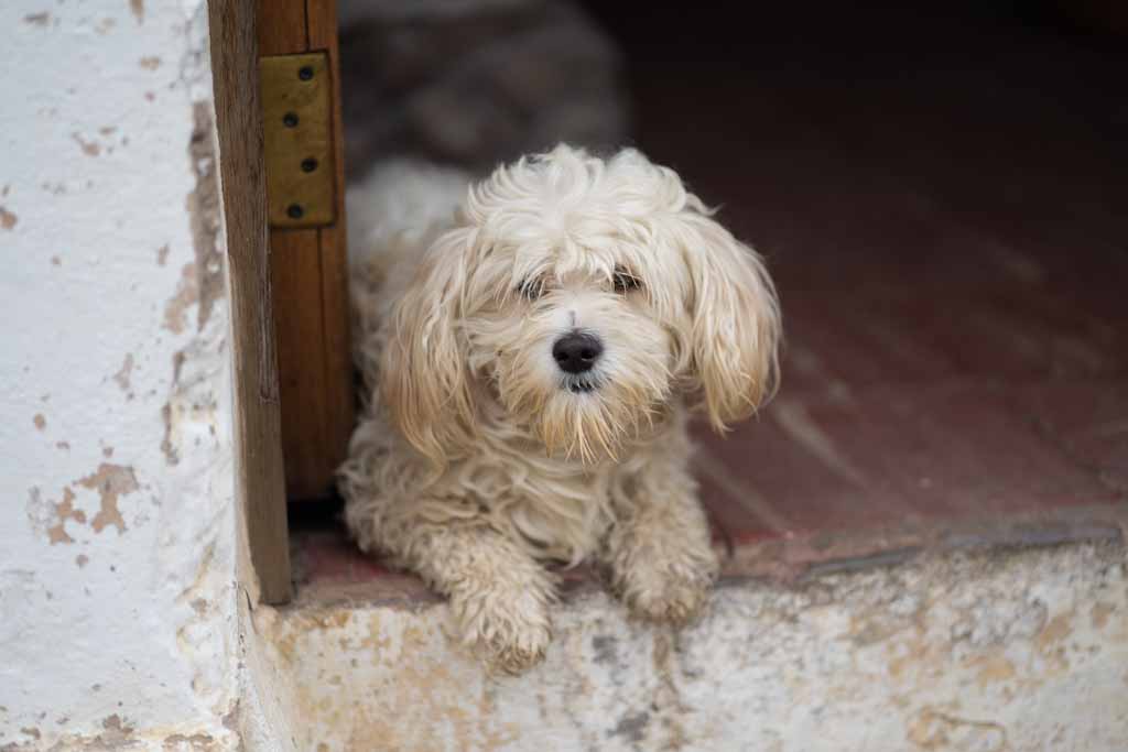 Dog in Villa de Leyva