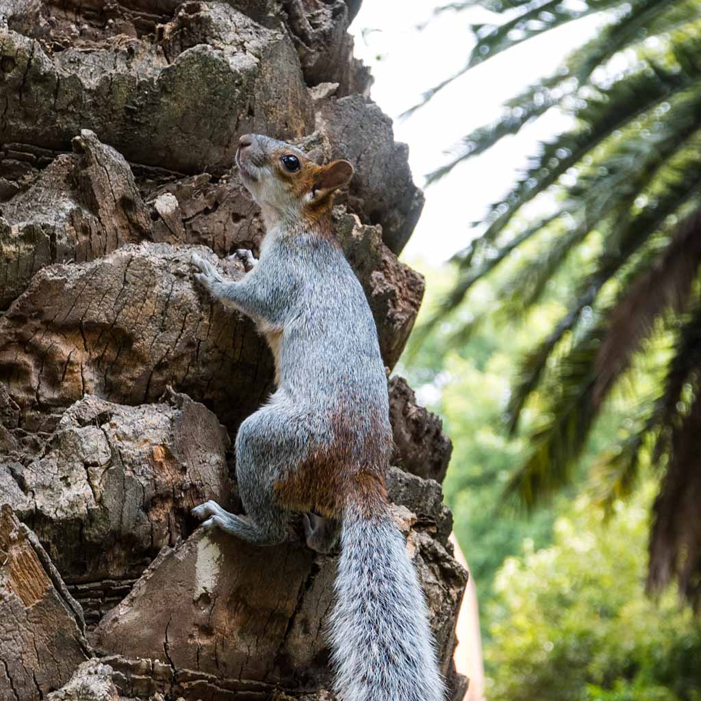 Squirrel in Chapultepec park
