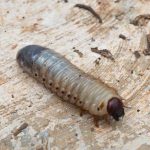 centipede