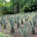 Siseh plant in Uxmal