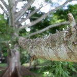 Detail of a tree in Ek Balam