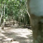 Entrance path at Ek Balam