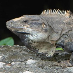 Iguana in Hacienda Uxman in Valladolid