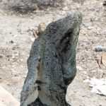 Close-up of Iguana in Tulum