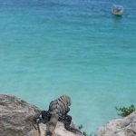 Iguana on the rocks in Tulum