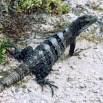 Iguana in Tulum close-up