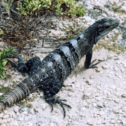 Iguana in Tulum close-up