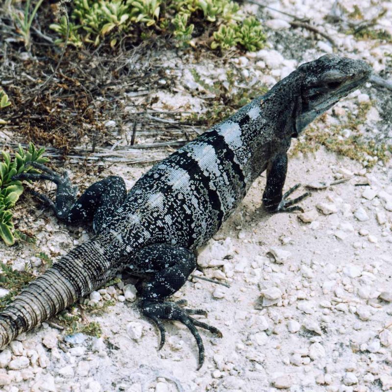 Iguana in Tulum close-up
