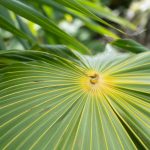 Plant in Tulum fortress